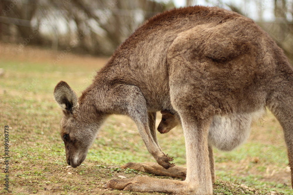 Portrait of Brown Kangaroo with Joey Portrait of Brown Kangaroo with Joey