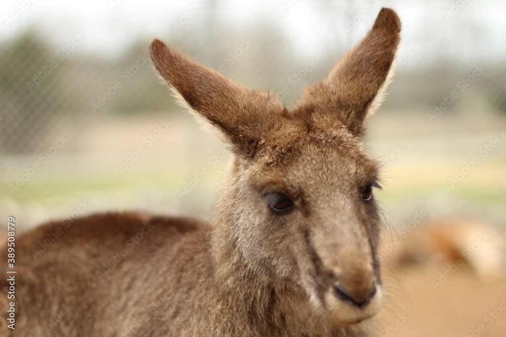 Portrait of Brown Kangaroo Looking Down Portrait of Brown Kangaroo Looking Down