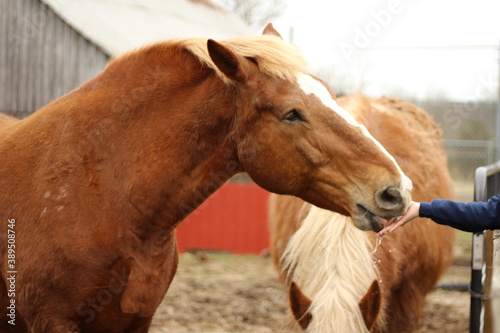 Fotografi Heavy Draft Horse Eating Out of Hand