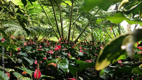 Vegetative cover anthurium red flamingo flower under ferns Balata botanical garden Martinique  photo