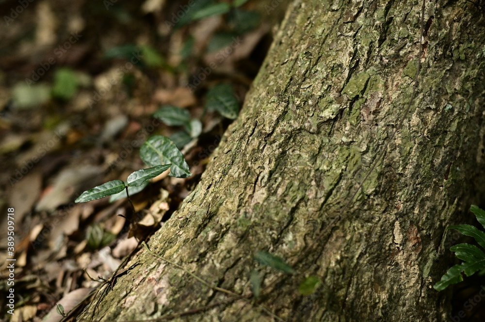 Close-up of a new branch bud grows from under the trunk. Close-up of a new branch bud grows from under the trunk.