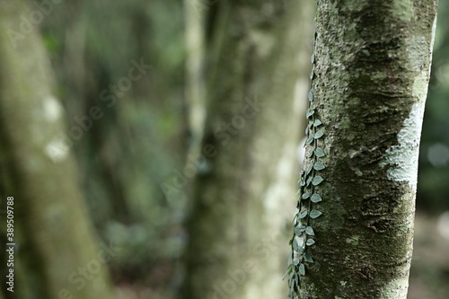 Selective focus on the leaves on the trunk against the blurred background.