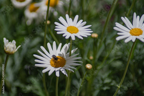 Abeja y flores 