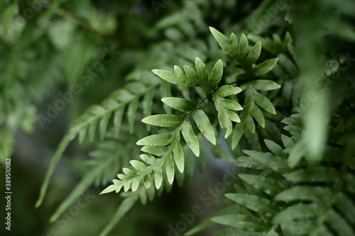 Selective focus on the fern leaves on the trunk against the blurred background.