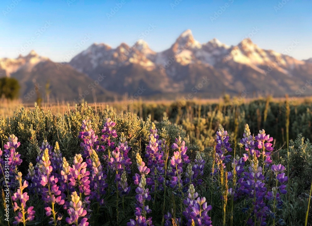 Obraz premium flowers and mountains