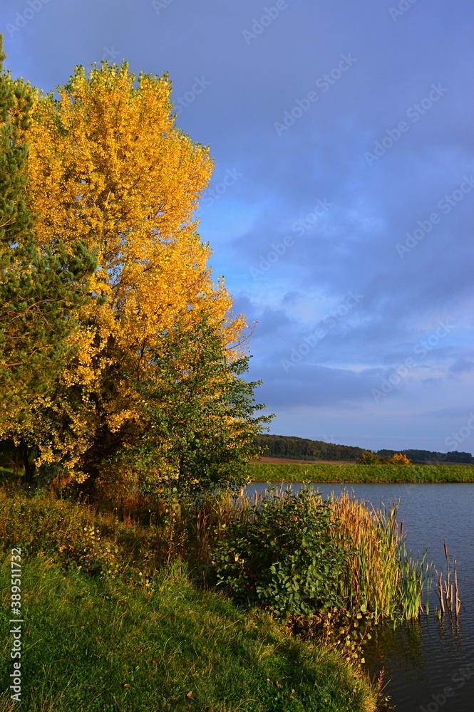 Yellow coloured autumn broadleaf tree and some bushes and wetland plants growing on bank of a lake, cloudy skies.
