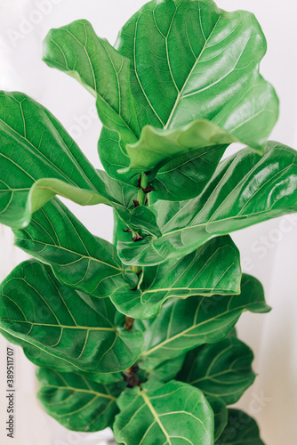 Fiddle Fig in the corner of the house.