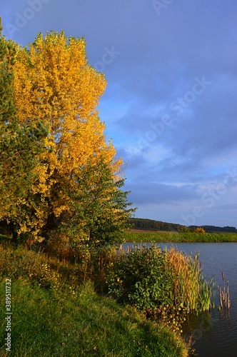 Fototapeta Naklejka Na Ścianę i Meble -  Yellow coloured autumn broadleaf tree and some bushes and wetland plants growing on bank of a lake, cloudy skies.