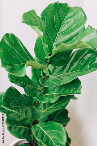 Fiddle Fig in the corner of the house.