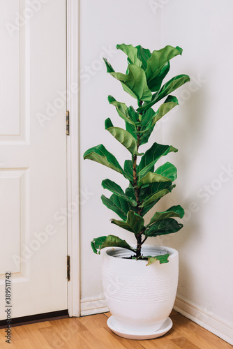 Fiddle Fig in the corner of the house.