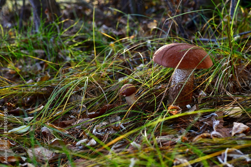A couple of strong forest mushrooms in the grass and fallen foliage.
