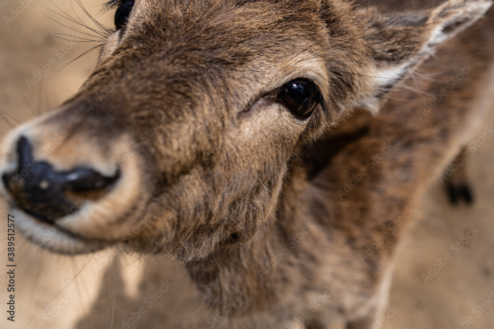 Fototapeta premium close up of a deer