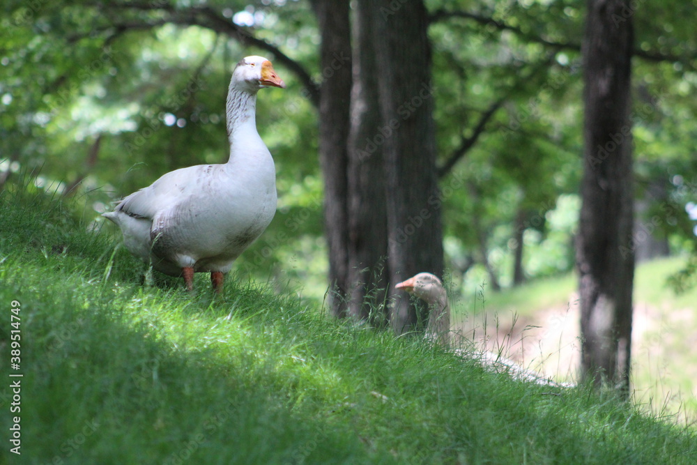 Goose looking down a hill Goose looking down a hill