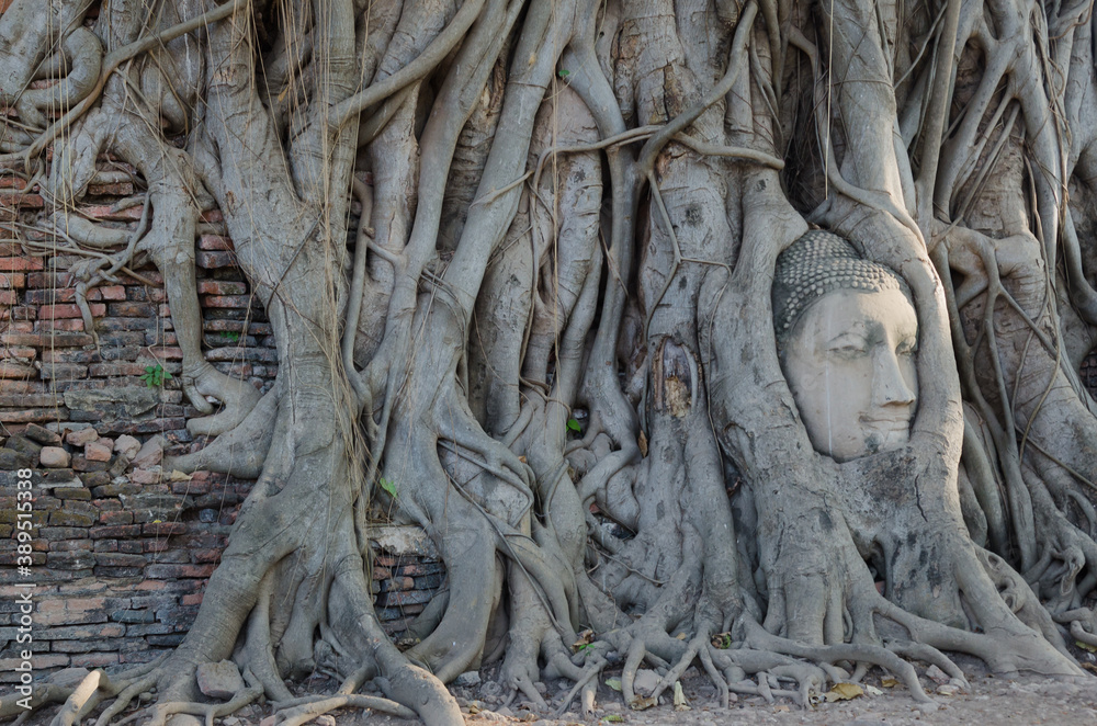Buddha head overgrown with tree roots in Ayutthaya, Thailand , Wat Mahathat Buddha head overgrown with tree roots in Ayutthaya, Thailand , Wat Mahathat