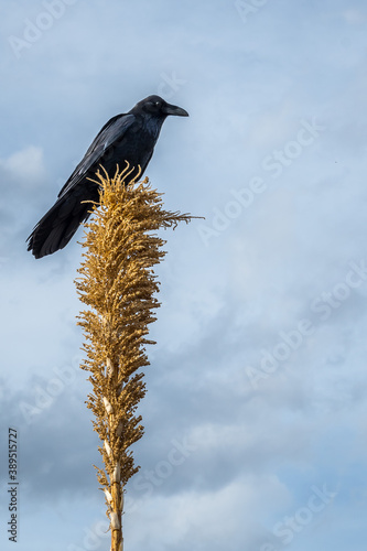 An American Crow in Kartchner Caverns NP, Arizona photo