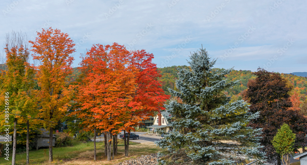 Fototapeta premium Yellow, Orange, Green, Red explode from several trees in a small town