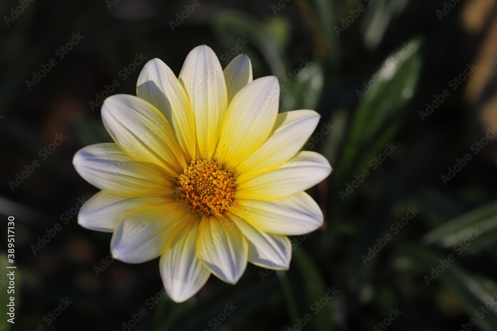 秋の花壇に咲くガザニアの黄色い花 秋の花壇に咲くガザニアの黄色い花