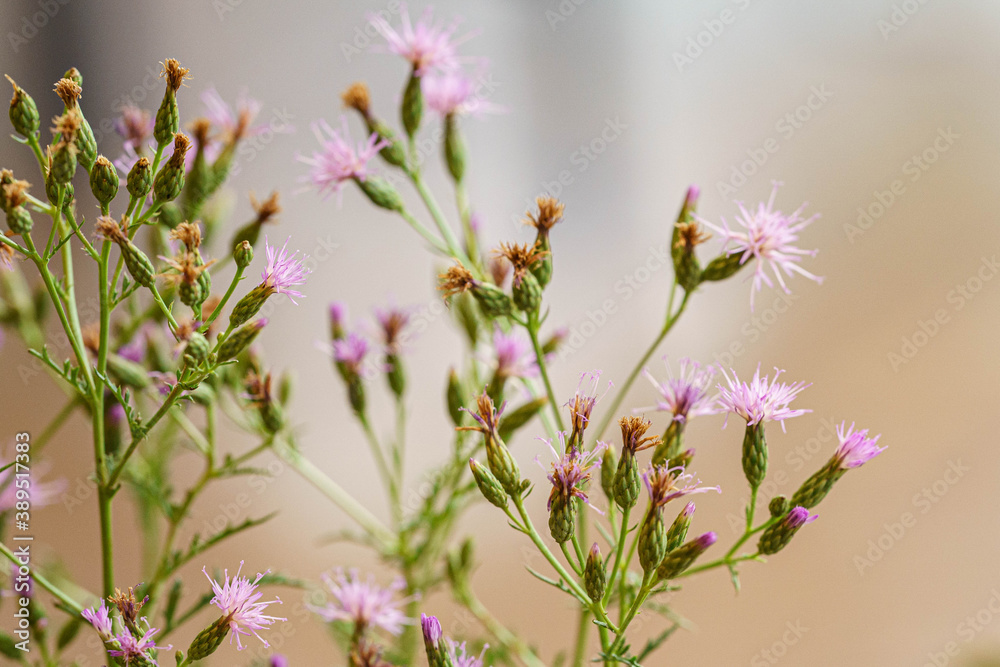 Fototapeta premium 花