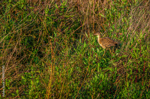 Watercock basking in the early morning golden sunlight in the grass bushes at waterbody.
