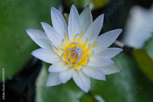 white lotus flower in the pond