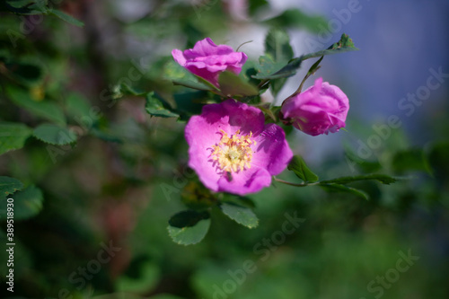 Fototapeta Naklejka Na Ścianę i Meble -  Purple flower. Garden plant.