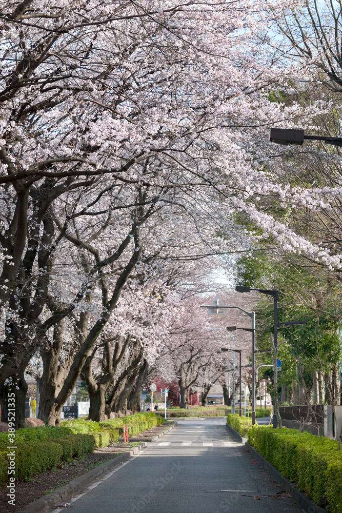 日野市旭ヶ丘の桜並木 東京都日野市旭が丘2丁目 Photos Adobe Stock