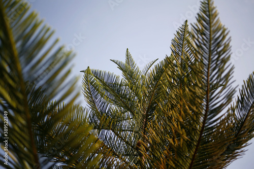 fern leaves against blue sky