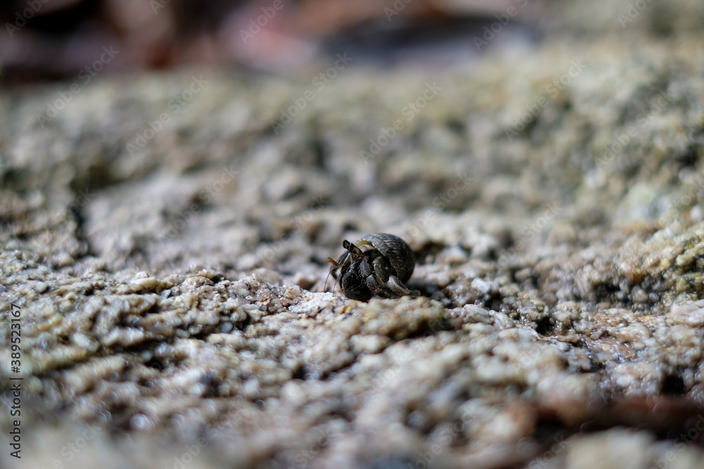 Hermit crabs walking along the rocks Hermit crabs walking along the rocks