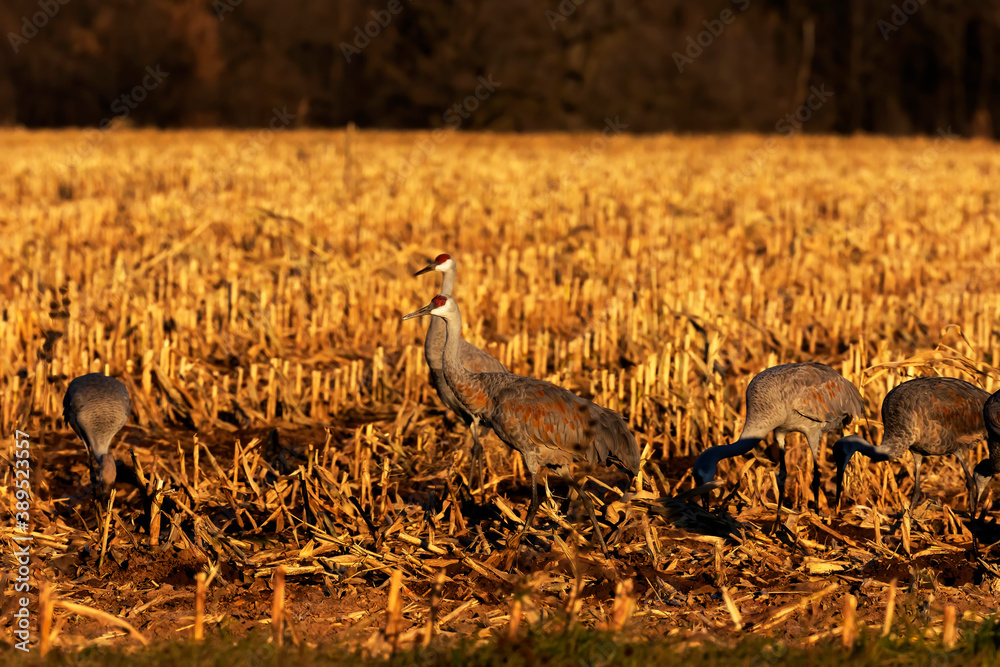 The flock of sandhill cranes on the field The flock of sandhill cranes on the field