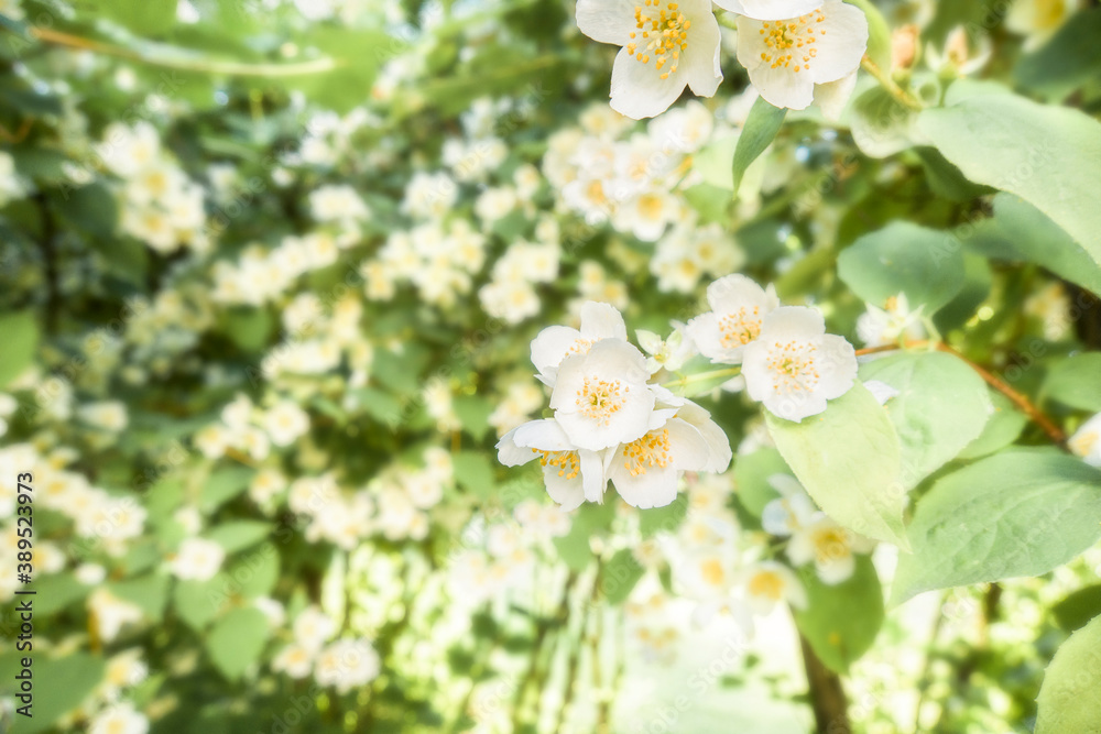 Obraz premium Branches of blossoming flowering plants on natural blurry background. Fresh green tree leaves of light outdoors sun on summer. Close-up, copy space