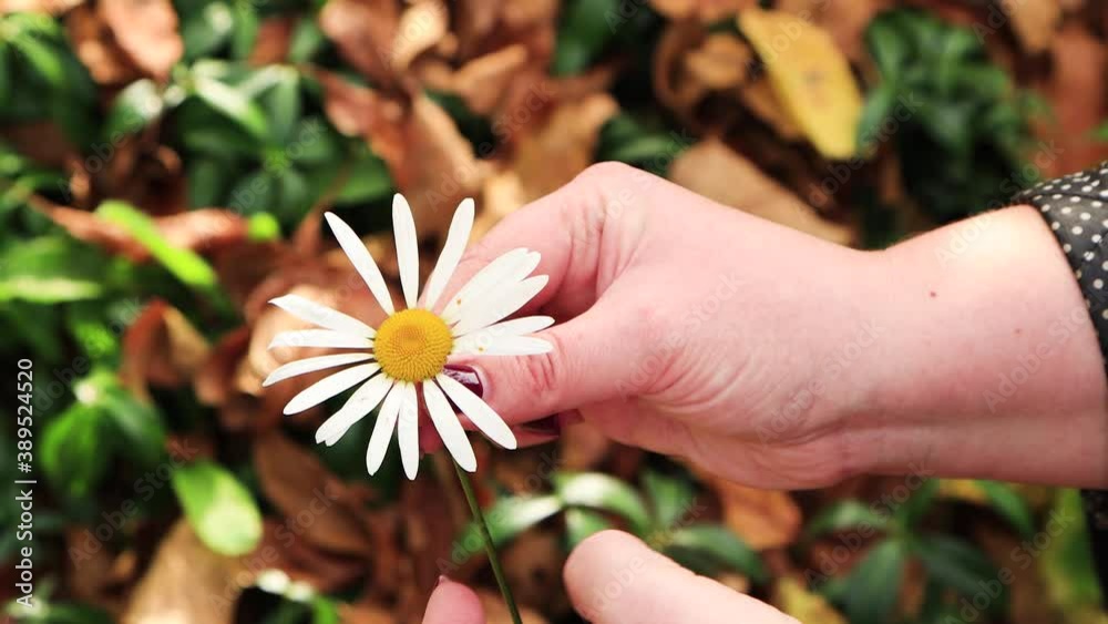 A woman's hand picks off the white petals of a flower with her fingers. She wonders on a chamomile whether she loves or not. Tries to predict fate and guess the future. Soft sunlight. Close-up. UHD. A woman's hand picks off the white petals of a flower with her fingers. She wonders on a chamomile whether she loves or not. Tries to predict fate and guess the future. Soft sunlight. Close-up. UHD.