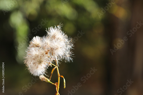 White dried flowers. Fluffy umbrella-shaped inflorescence. Plant near water.