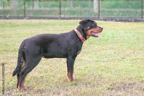 Handsome Rottweiler dog, side view.