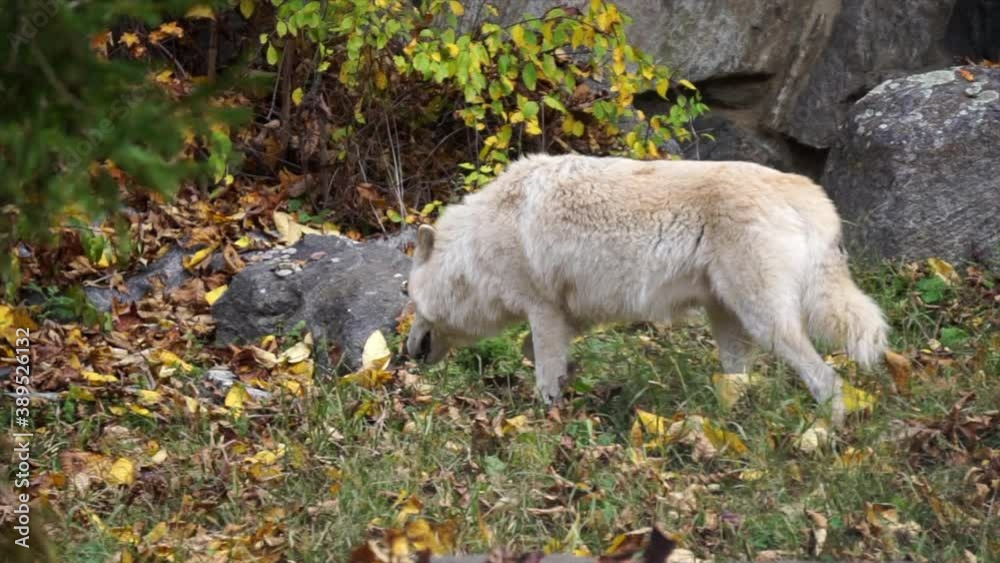 Southern Rocky Mountain Gray Wolf (Canis lupus youngi) walks through tall grass, past boulders and behind a conifer tree. Southern Rocky Mountain Gray Wolf (Canis lupus youngi) walks through tall grass, past boulders and behind a conifer tree.