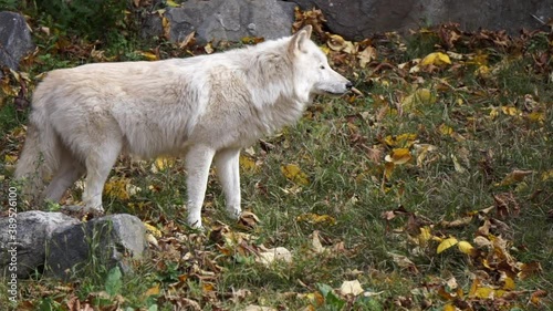 Southern Rocky Mountain Gray Wolf (Canis lupus youngi) sniffs ground, then looks in front of her and backs away warily. photo