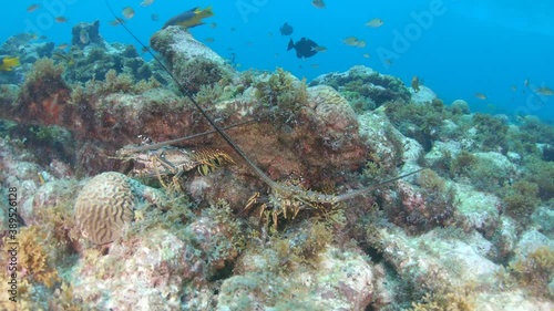2 Caribbean spiny lobster (Panulirus argus) underwater  los roques venezuela photo