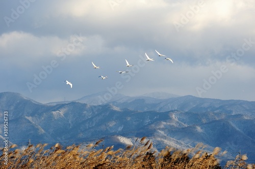 伊吹山を背景に飛ぶ琵琶湖に飛来した白鳥です