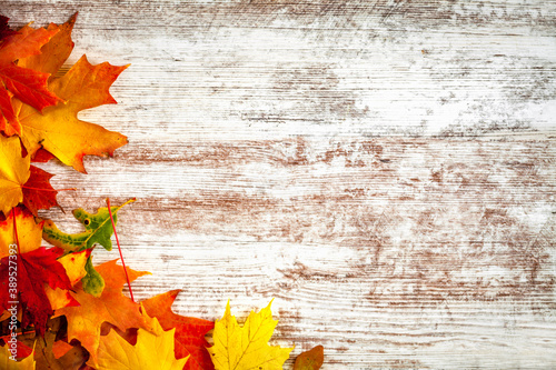 Colorful collection of maple and oak leaves on a textured surface in autumn