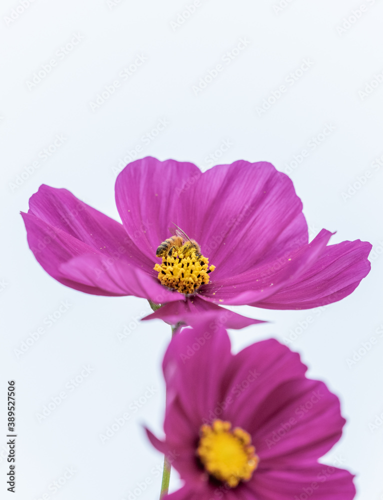 秋桜 秋桜