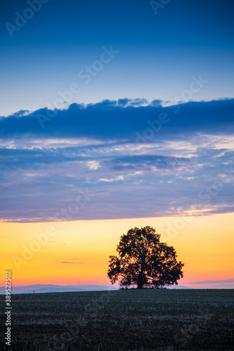 silhouettes of the bare tree against sunset colorful sky in the winter - weather and climate concept