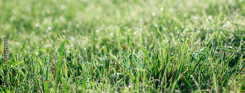 This ImNATURAL BACKGROUND OF GREEN 
GRASS WITH A BLURY BACKGROUNDage uses a Photoshop Action created by PhotoStockSecrets photo