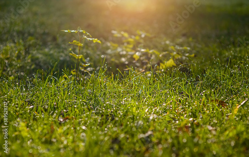 This ImNATURAL BACKGROUND OF GREEN 
GRASS WITH A BLURY BACKGROUNDage uses a Photoshop Action created by PhotoStockSecrets photo