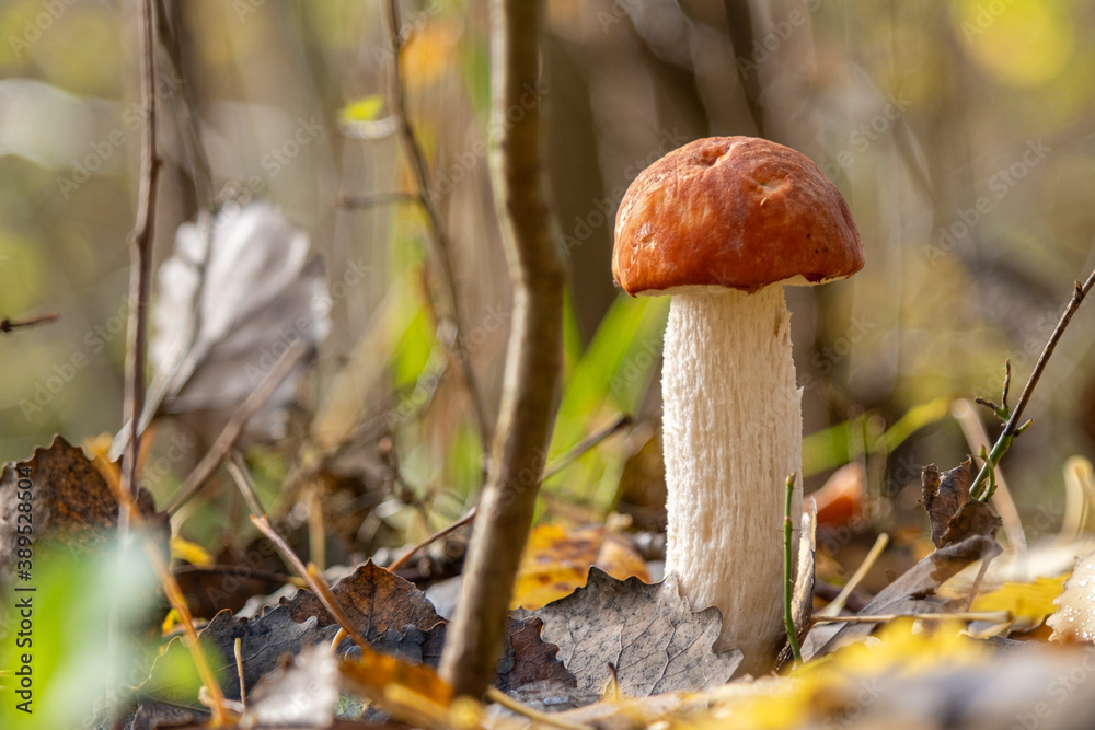small brown mushroom stands on the forest floor and is surrounded by leaves small brown mushroom stands on the forest floor and is surrounded by leaves