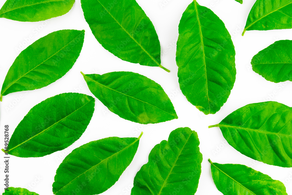 Spread of natural green lemon leaves isolated on white background Spread of natural green lemon leaves isolated on white background