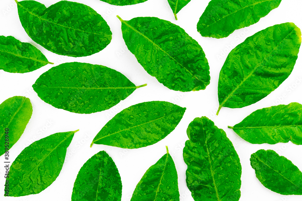Spread of natural green lemon leaves with water drop on skin isolated on white background Spread of natural green lemon leaves with water drop on skin isolated on white background