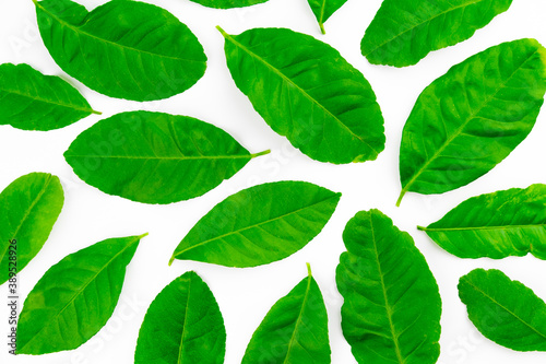 Spread of natural green lemon leaves isolated on white background © 168 Studio