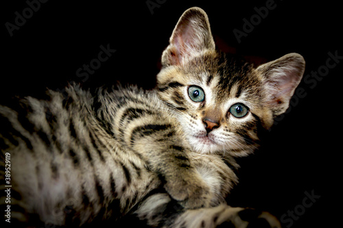 Fotografie Cute Small Toyger kitten with tiger stripes in a dark studio closeup