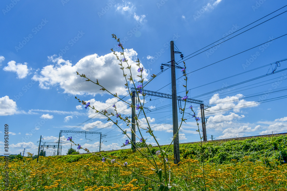 Obraz premium Summer flowers, grass and railway