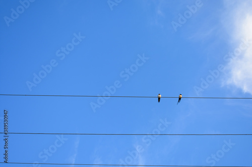 birds on wires © KMimages