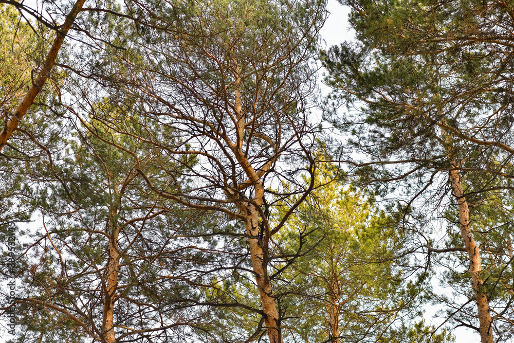 Pine trees in the forest. Many coniferous trees-pines on a bright day in the forest Pine trees in the forest. Many coniferous trees-pines on a bright day in the forest